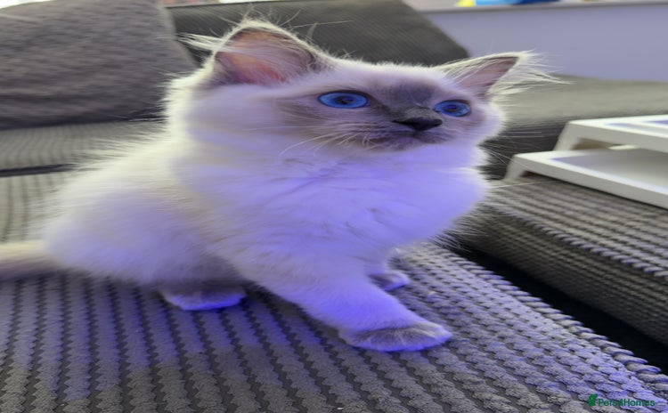 Ragdoll cats - Advert 2