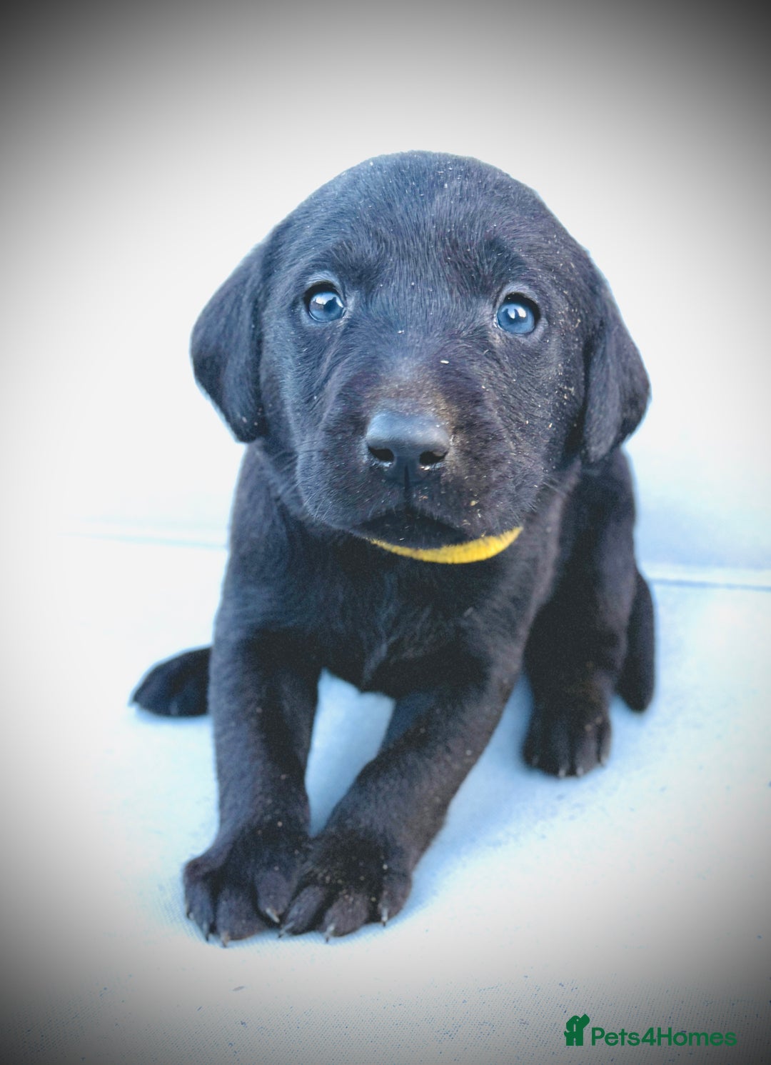 Labrador Retriever dogs for sale: ✨Gorgeous Labrador Puppies Ready for New Homes! ✨ - Image 2