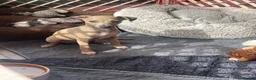 Italian Greyhound dogs for sale: Gorgeous KC Italian Greyhounds - Advert 13