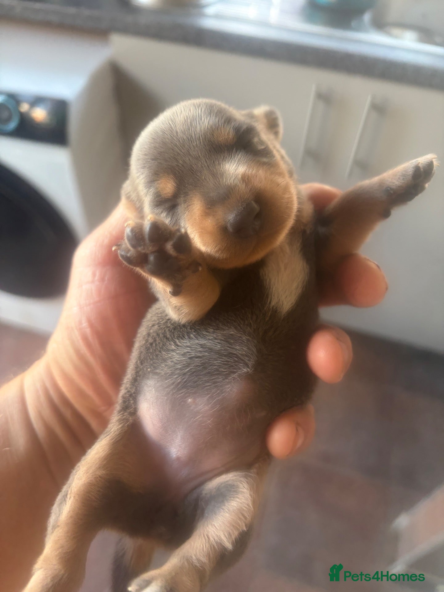 Miniature Dachshund dogs Kc registered mini dachshund licensed breeder  - Advert 2
