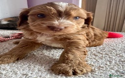 Cockapoo dogs for sale: Stunning show type cockapoo puppies  - Image 9