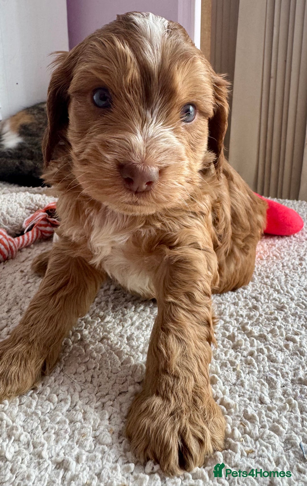 Cockapoo dogs for sale: Stunning show type cockapoo puppies  - Image 9