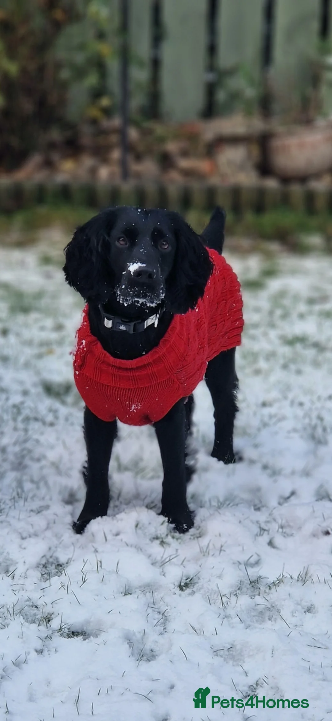 Cocker Spaniel dogs for stud: Black working Cocker Spaniel in Blyth - Advert 2