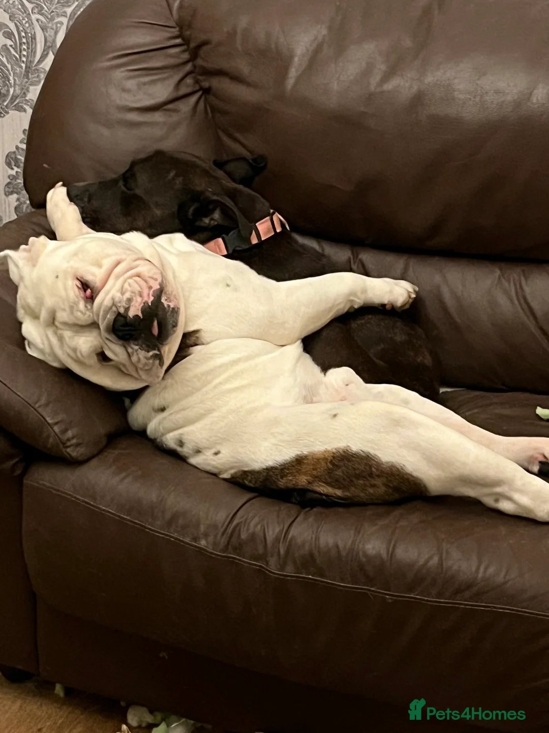 English Bulldog dogs for sale: Reluctant sale following husbands death. - Advert 2