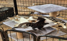 Bengal cats for sale: Bengal Cross Kittens - Image 4