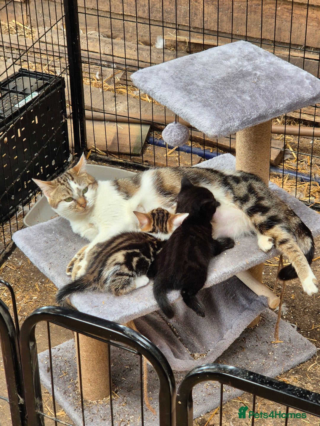 Bengal cats for sale: Bengal Cross Kittens - Image 4