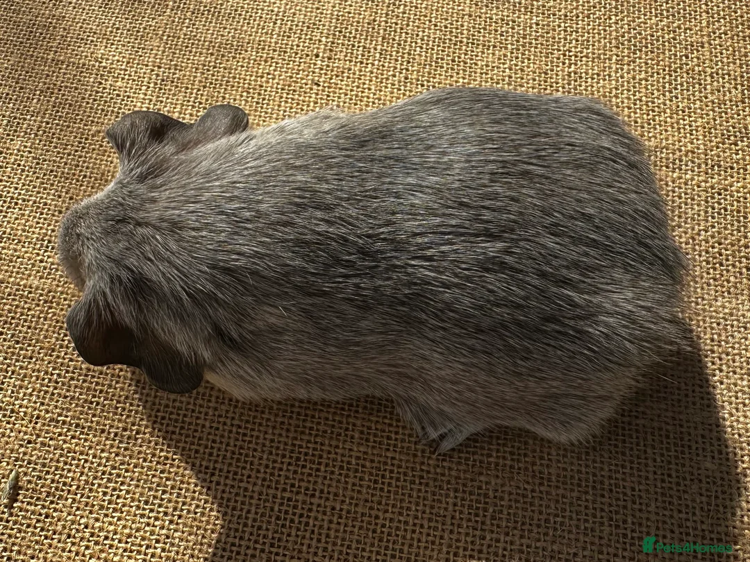 Guinea Pig rodents for sale: Pair of “pet” brothers  - Advert 8