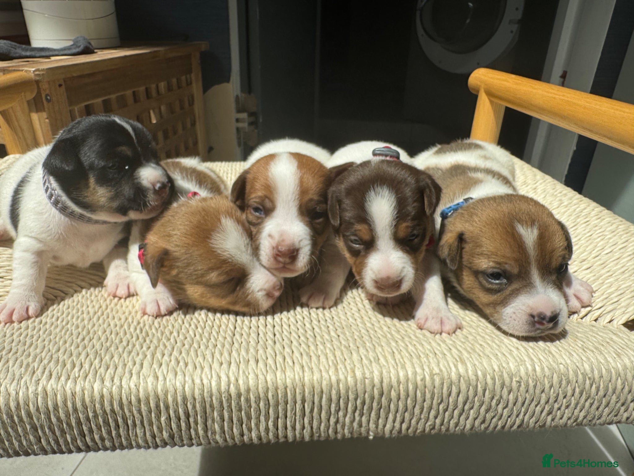 Jack Russell dogs 5 Jack Russell Puppies for Sale - Advert 1
