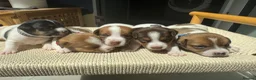 Jack Russell dogs for sale: 5 Jack Russell Puppies for Sale - Advert 1