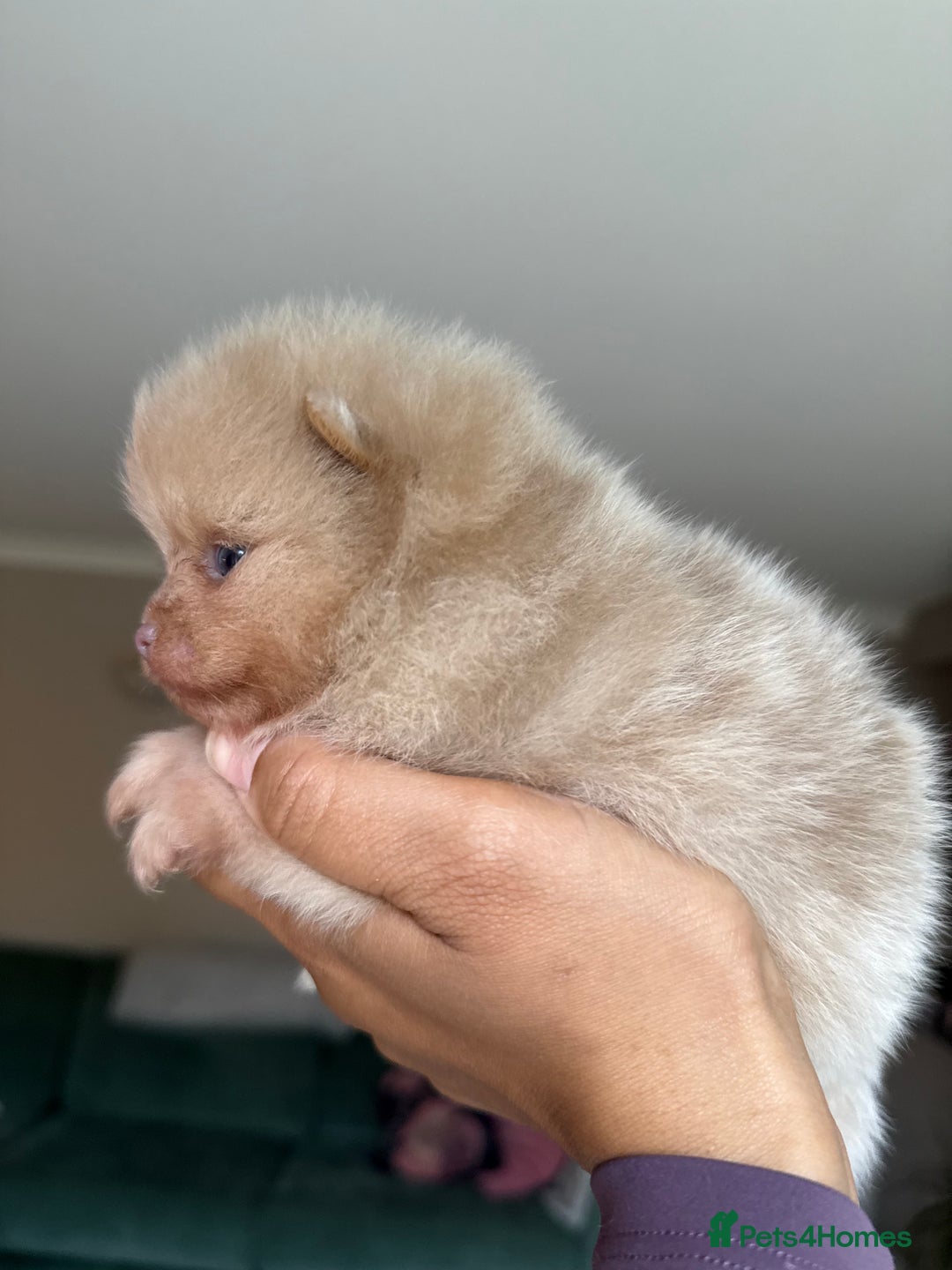 Pomeranian dogs for sale: Lilac and tan, chocolate and tan Pomeranians💜🤎 - Image 14