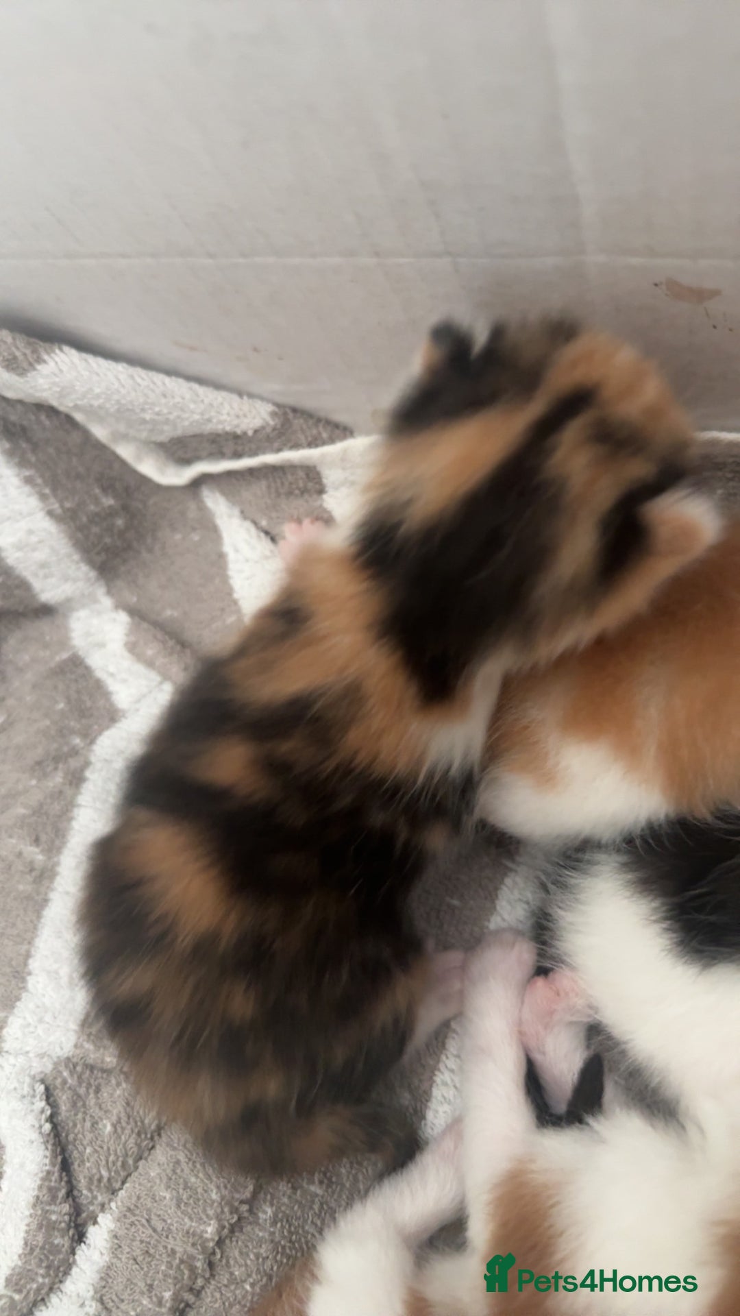 Mixed Breed cats for sale: Kittens for sale:) - Image 6