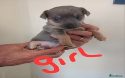 Jack Russell dogs for sale: Lilac/Blue Jack Russell puppies  in Hornchurch - Image 12