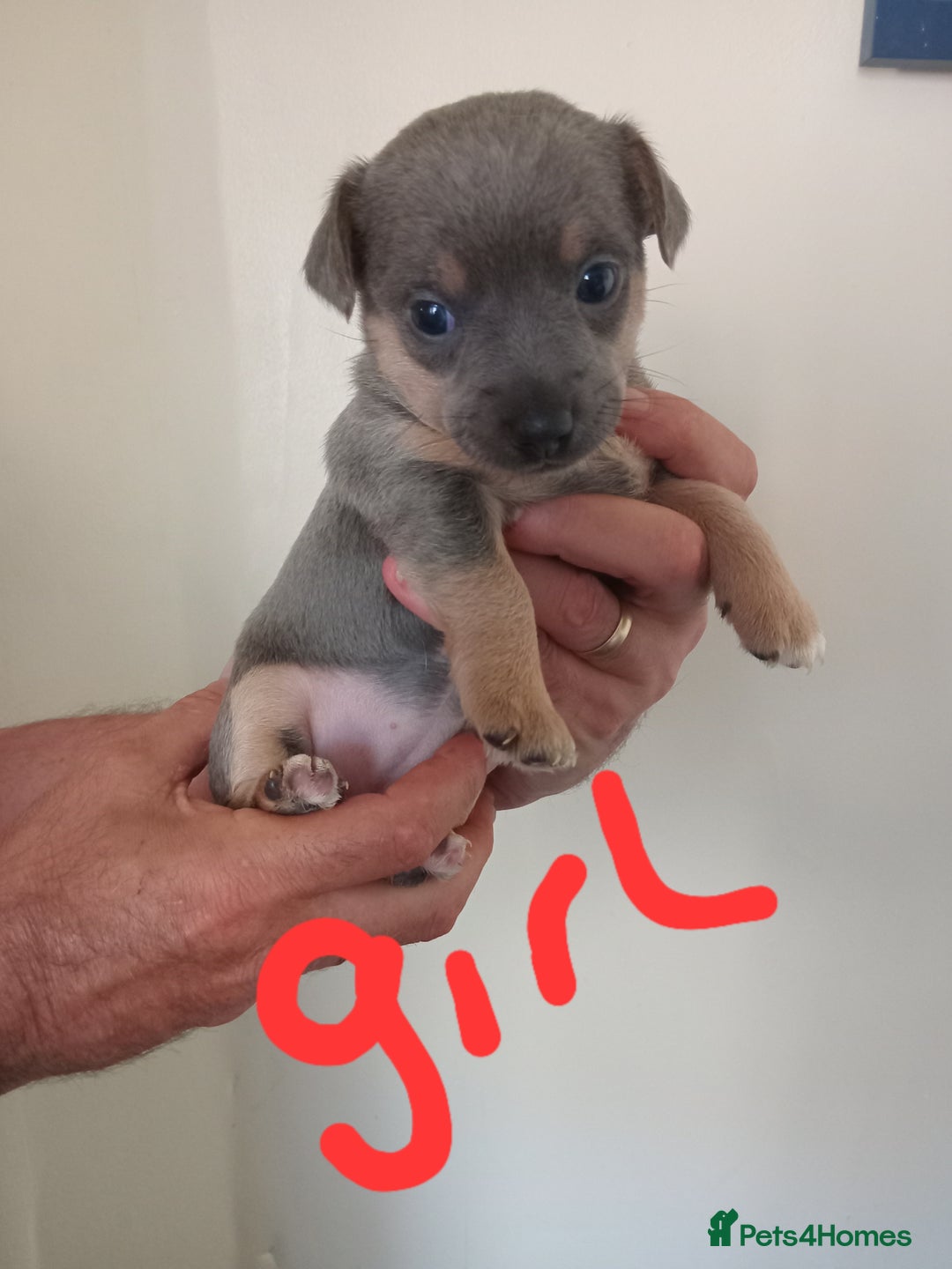 Jack Russell dogs for sale: Lilac/Blue Jack Russell puppies  in Hornchurch - Image 12
