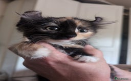 Mixed Breed cats for sale: Beautiful mixed breed kittens ragdoll x sphinx elf - Image 12