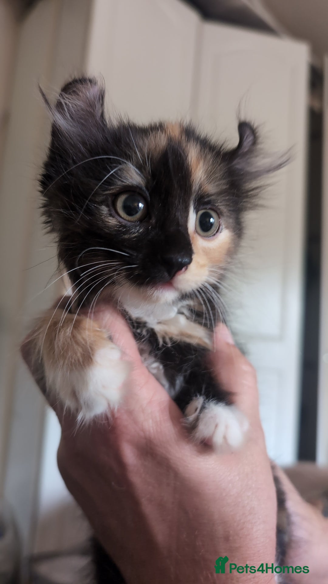 Mixed Breed cats for sale: Beautiful mixed breed kittens ragdoll x sphinx elf - Image 12