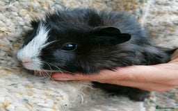 Guinea Pig rodents for sale: Various Guinea Pigs  - Image 1