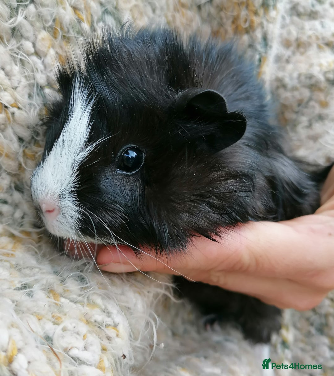 Guinea Pig rodents for sale: Various Guinea Pigs  - Image 1