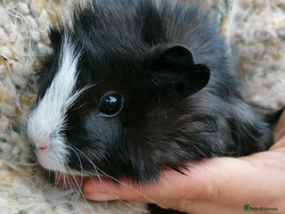 Guinea Pig rodents - Advert 11