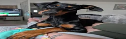 Dobermann dogs for sale: 🐾 Rottermann puppies 🐾 - Advert 3