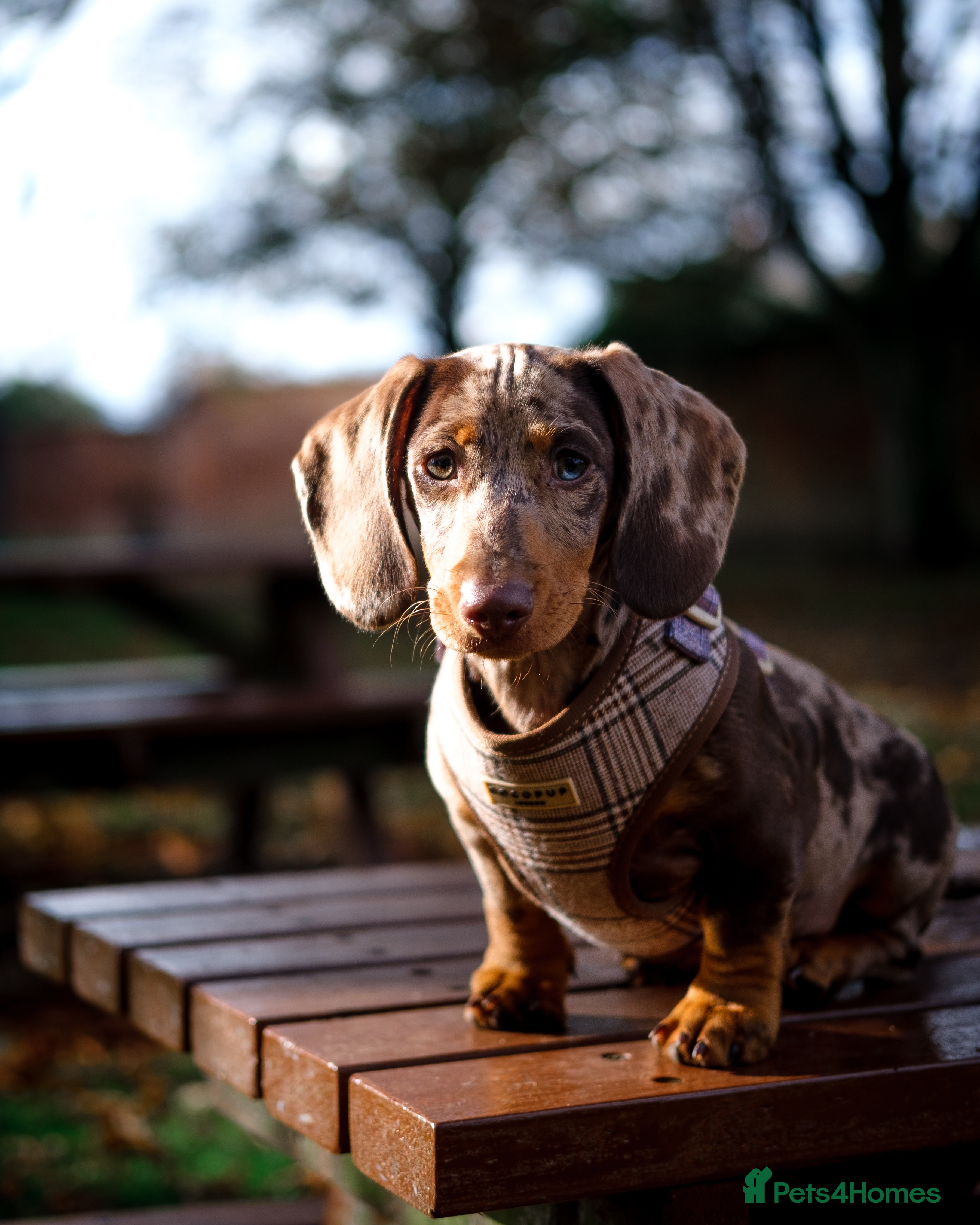 Dachshund dogs Dapple Dachshund - Brown/blue eyes  - Advert 1