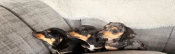 Chiweenie dogs for sale: Gorgeous Chiweenie puppies for sale - Advert 7