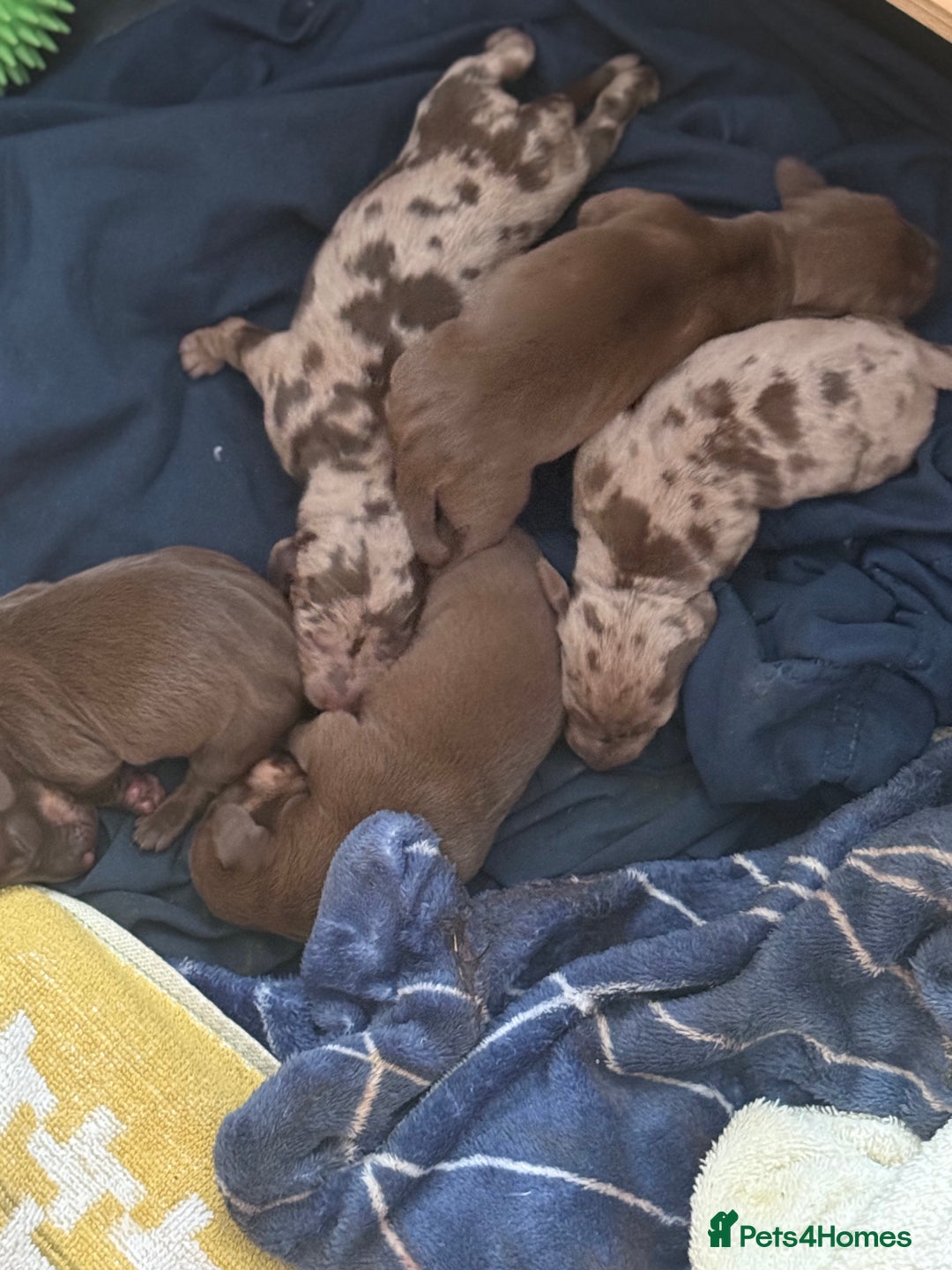 Dachshund dogs for sale: 🌭🌭🌭🌭🌭🌭🌭little dachshunds🌭🌭🌭🌭🌭  - Image 2