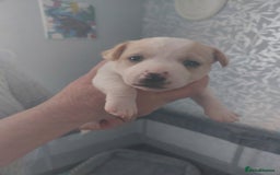 Jack Russell dogs for sale: Jack Russell puppies sale  - Image 2
