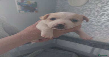 Jack Russell dogs - Advert 12