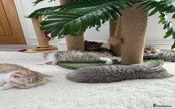 British Shorthair cats for sale: Stunning Scottish Straights - Image 6