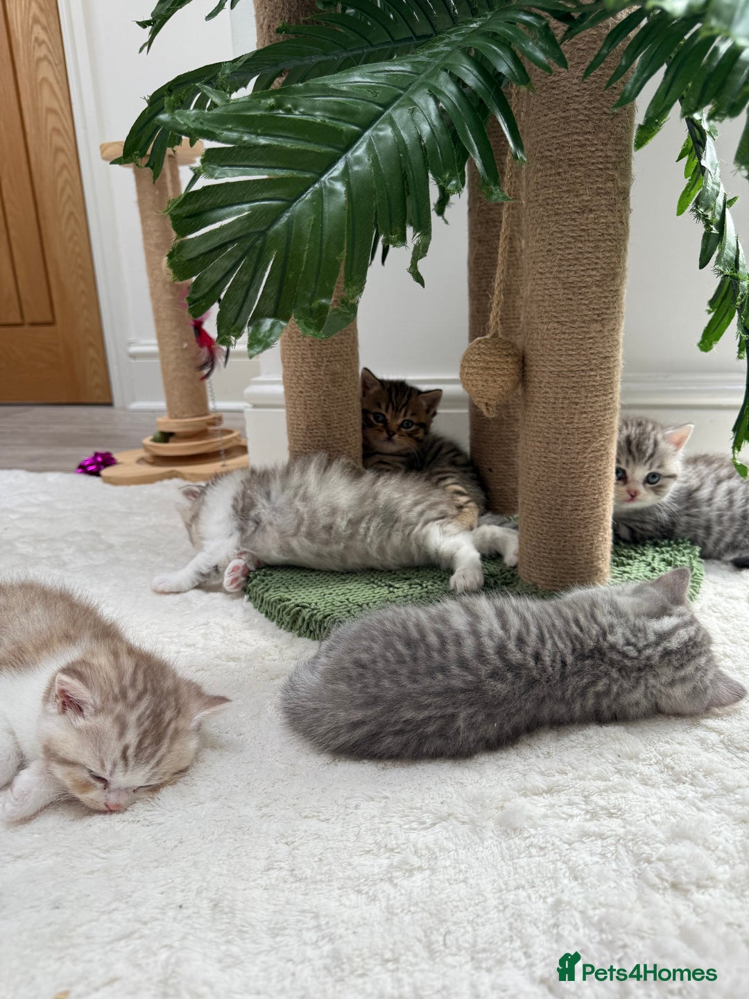 British Shorthair cats for sale: Stunning Scottish Straights - Image 6