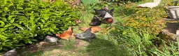 Hens poultry for sale: Young Hens  for sale  in Bushey - Advert 4