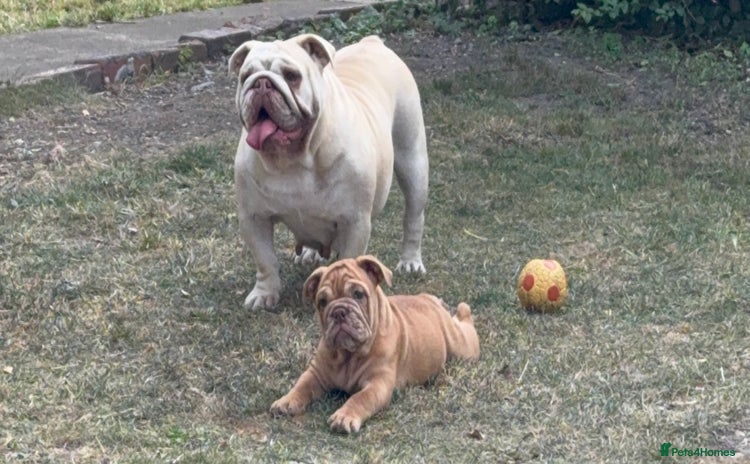 English Bulldog dogs - Advert 2