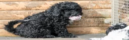Cockapoo dogs for sale: F1 cockapoo puppies - Advert 6
