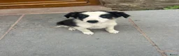 Mixed Breed dogs for sale: 🐾 Six Beautiful Welsh Border Collies 🐾 - Advert 13