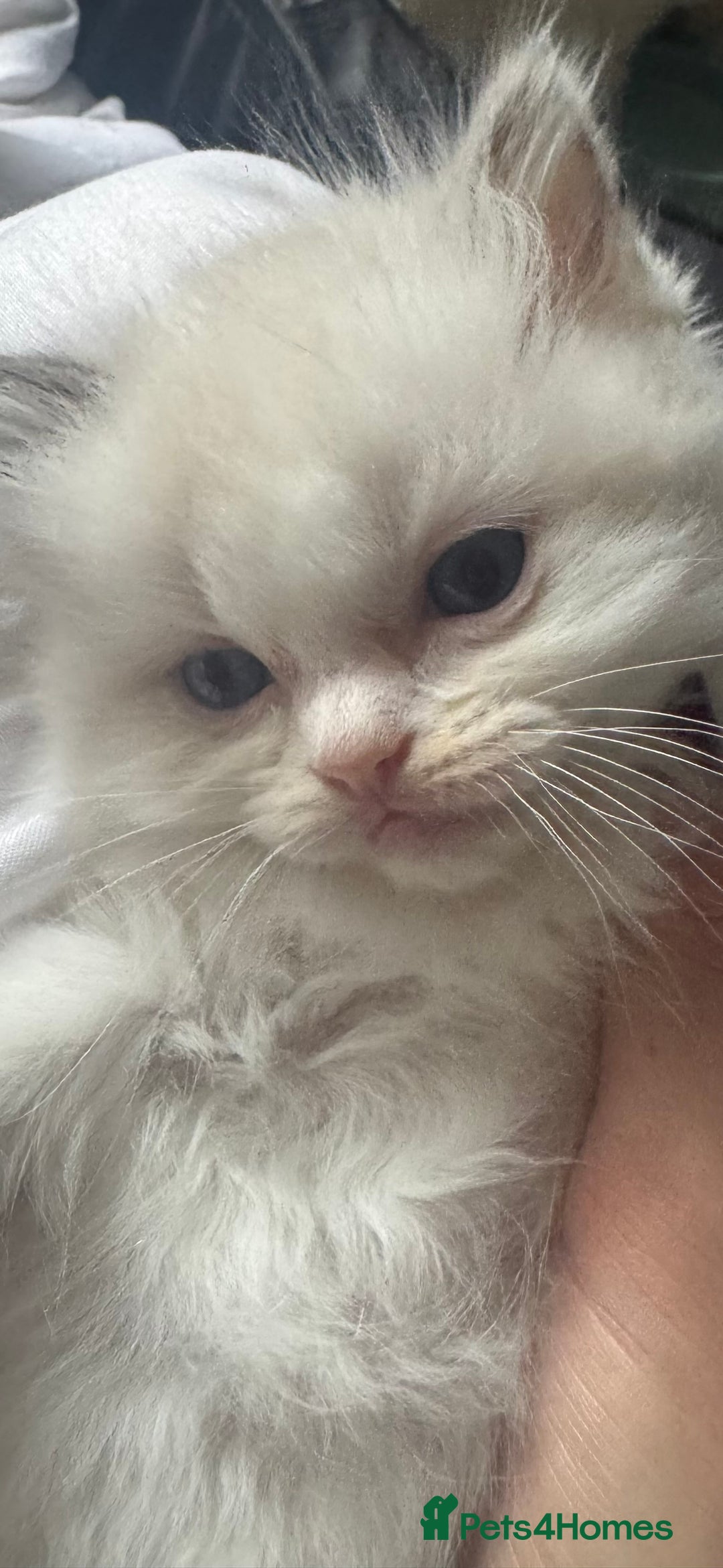 Ragdoll cats for sale: All our beautiful kittens are no longer available  - Advert 20