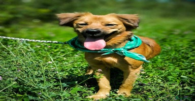 Mixed Breed dogs - Advert 13