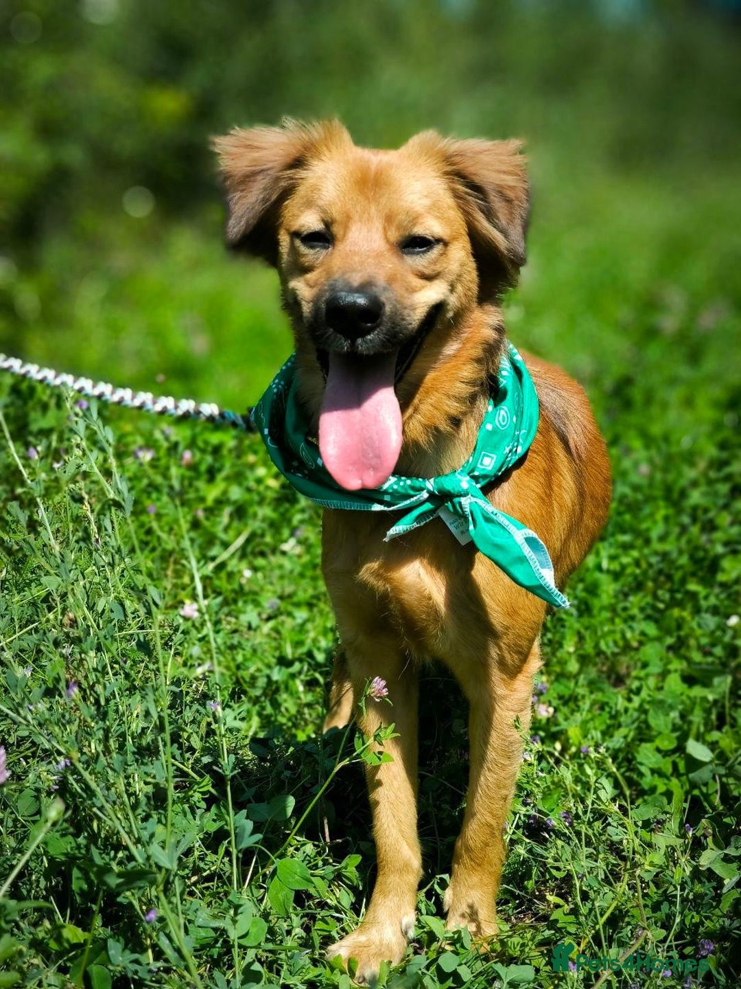 Mixed Breed dogs for adoption: 🐶💖 MIAH 💖🐶 - Image 2