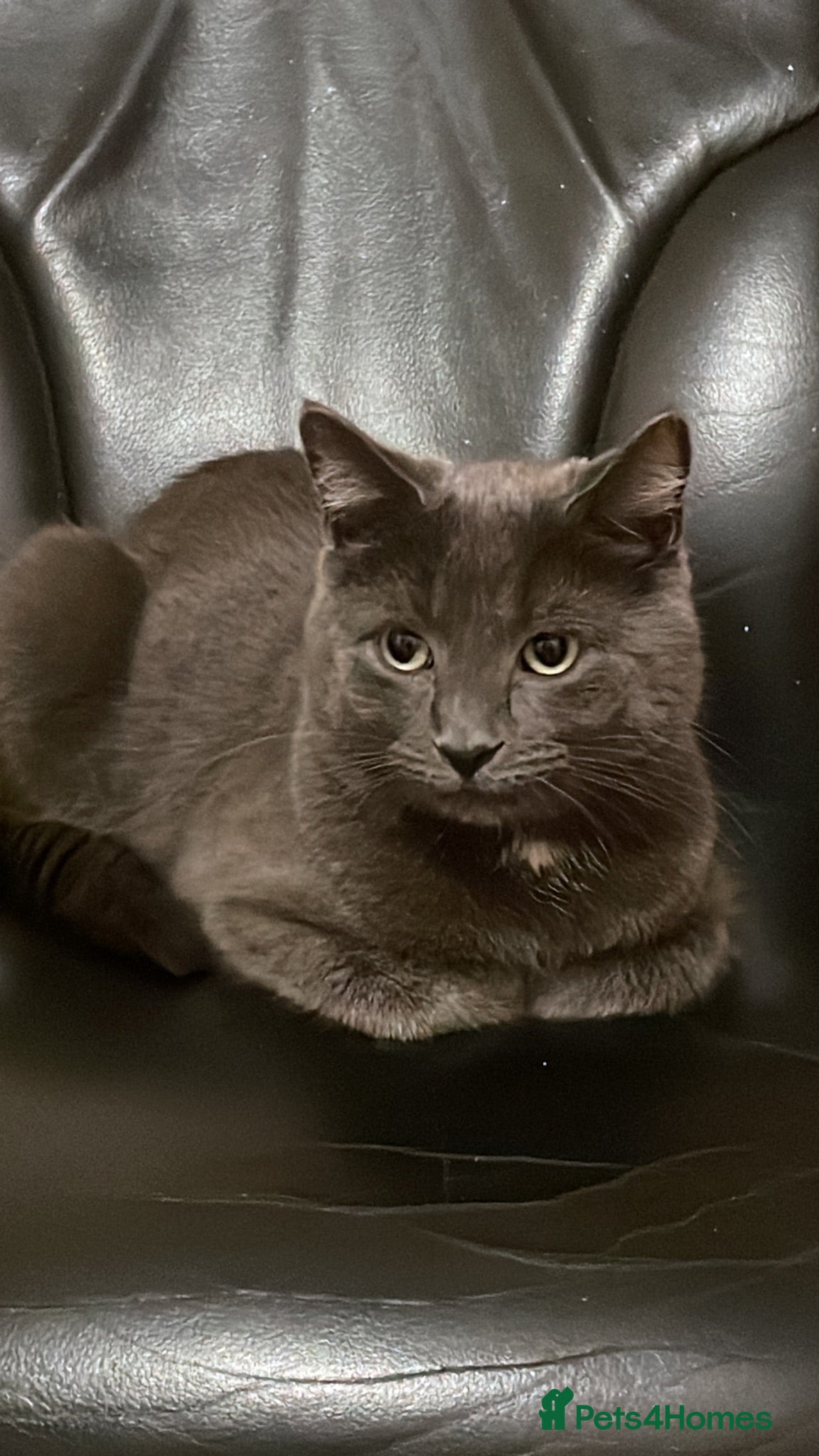 Russian Blue cats Pluto - Advert 1
