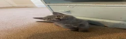 Russian Blue cats for sale: New litter 8wk Russian Blue British Shorthair boys - Advert 15