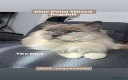 Ragdoll cats for sale: Blue Point/Blue solid Ragdoll kittens  - Image 2