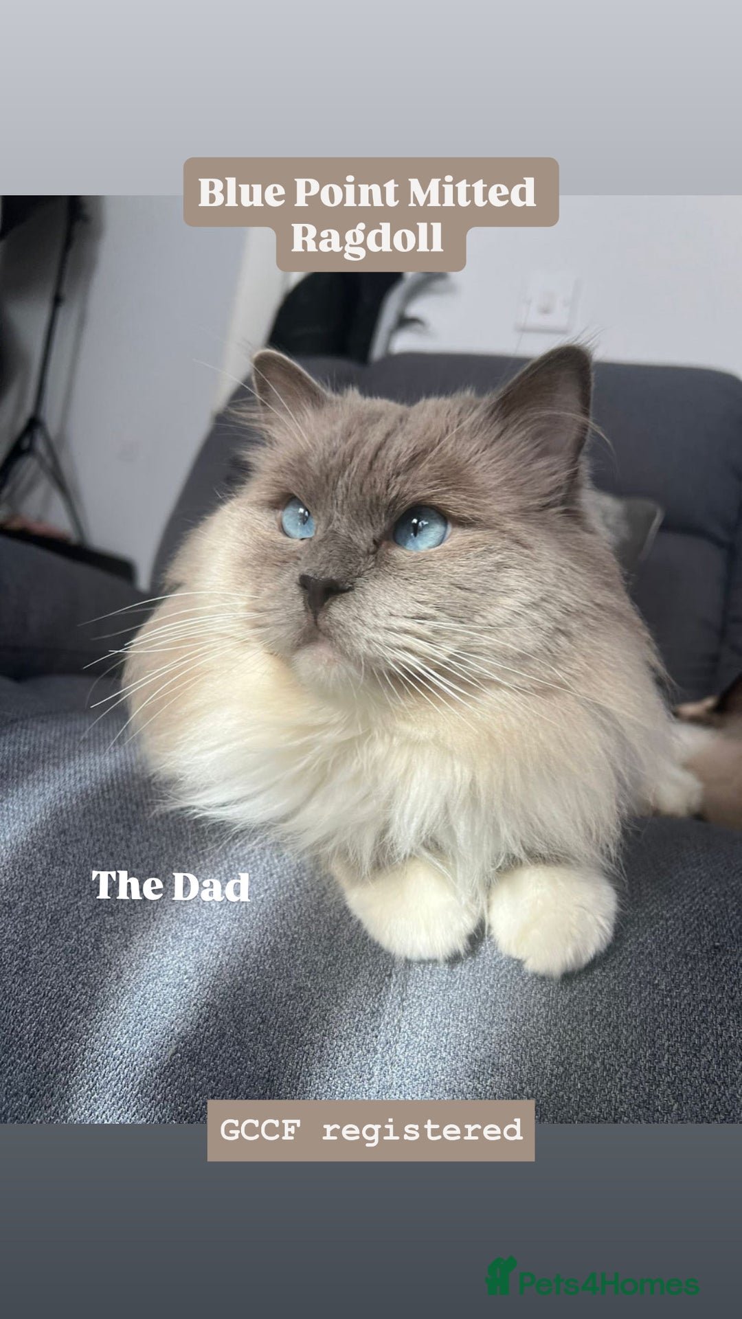 Ragdoll cats for sale: Blue Point/Blue solid Ragdoll kittens  - Image 2