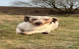 Miniature Dachshund dogs for sale: Miniature Dachshund for sale - Image 7