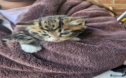 Mixed Breed cats for sale: Adorable kittens - Image 2