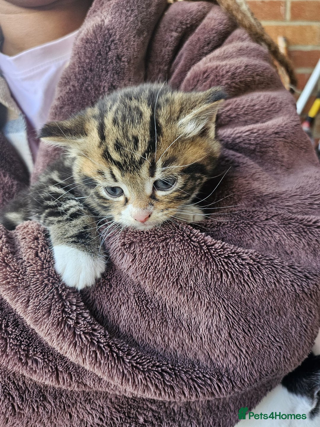 Mixed Breed cats for sale: Adorable kittens - Image 2