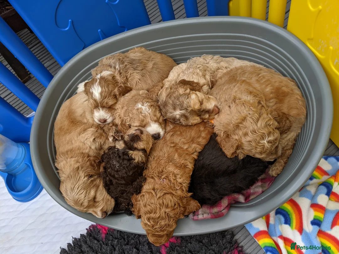 Cockapoo dogs for stud: Stunning Sable F1 Cockapoo DNA health tested clear in Cannock - Advert 13