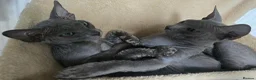 Sphynx cats for sale: Elegant Grey Velvet Boys  - Advert 5