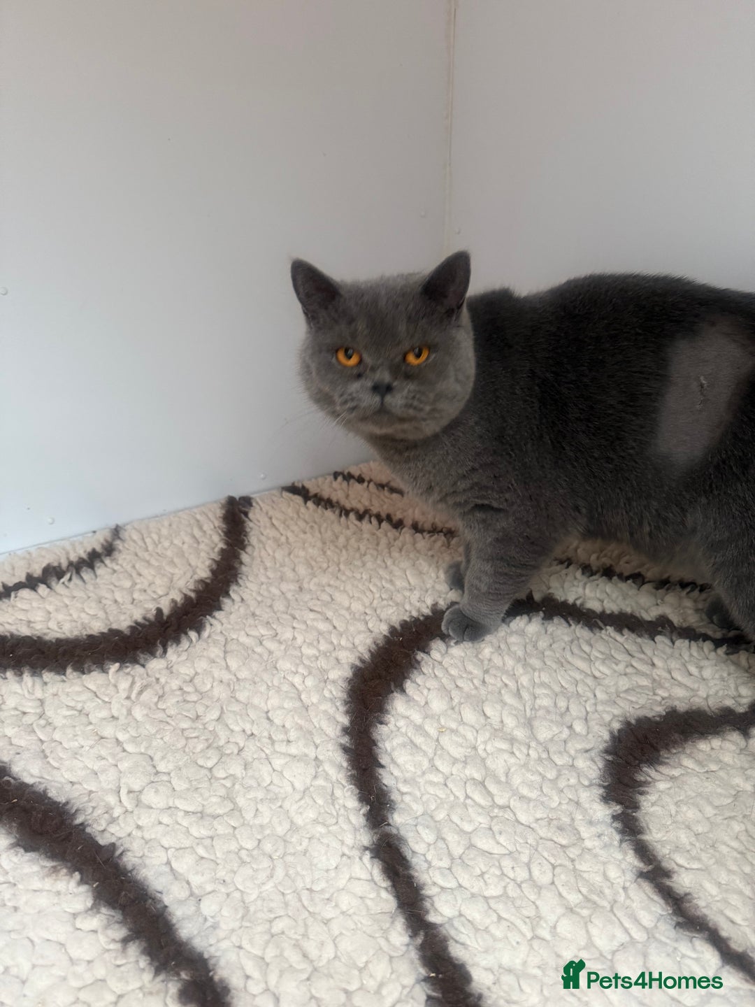 British Shorthair cats for sale: British Adults  - Advert 2