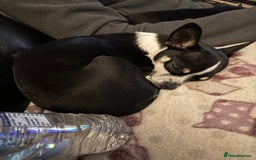 Chihuahua dogs for sale: BEAUTIFUL TRI TINY CHIHUAHUA PUPPY - Image 3