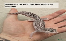 Leopard Gecko reptiles for sale: Leopard geckos babies various morphs  - Image 7