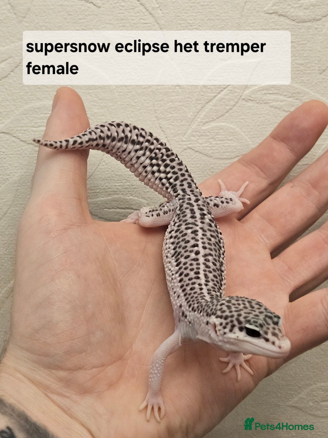 Leopard Gecko reptiles for sale: Leopard geckos babies various morphs  - Image 7